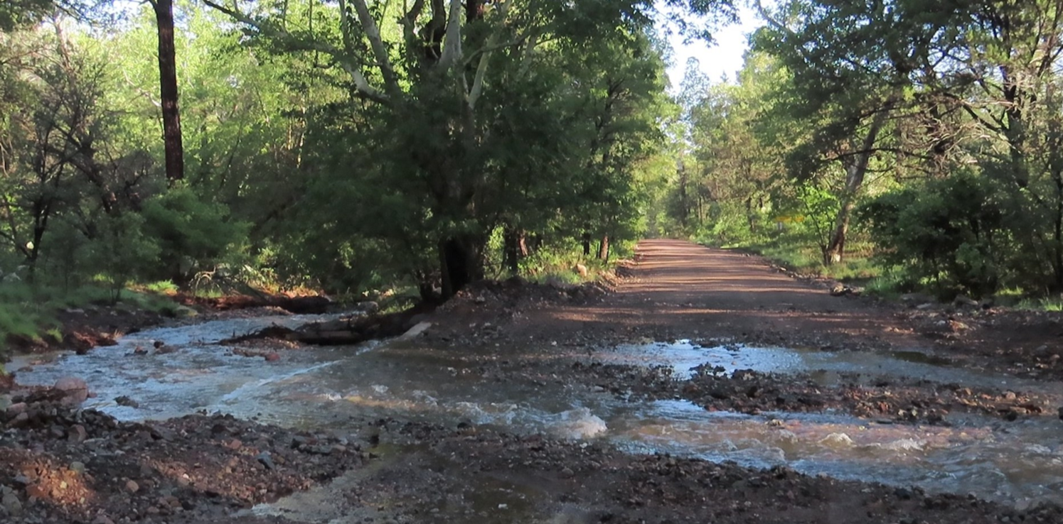 A muddy road in the middle of a forest