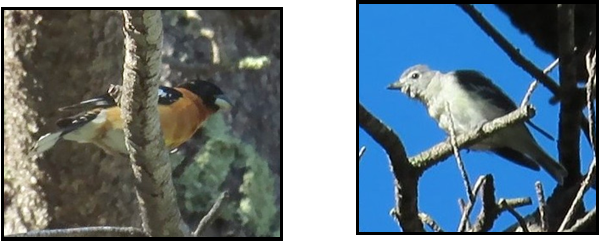 Two pictures of birds sitting on a tree branch