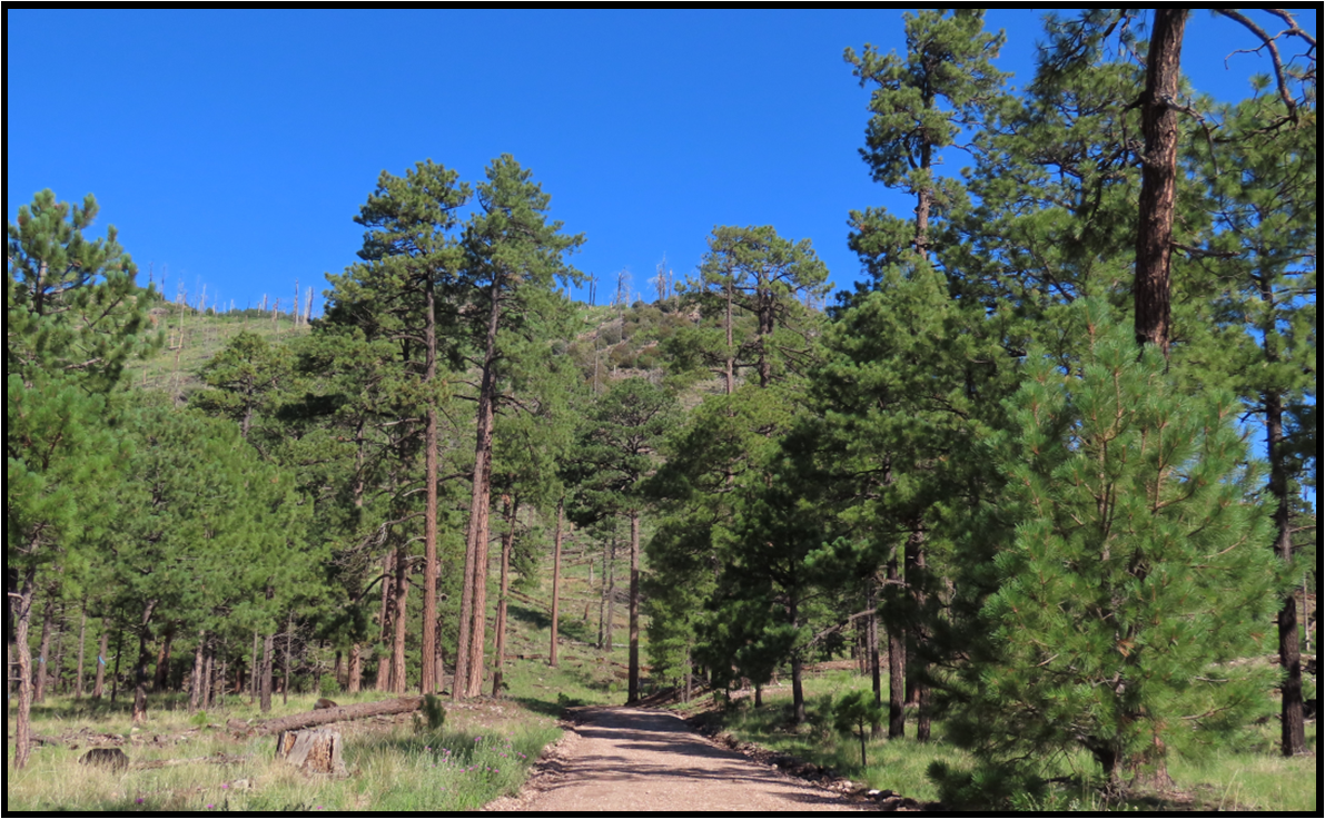 A dirt road going through a forest with trees on both sides