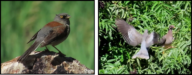 A bird is sitting on a rock and a bird is flying