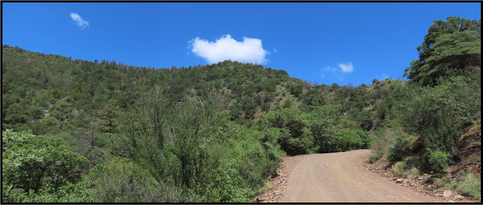 A dirt road with trees on both sides and a cloud in the sky