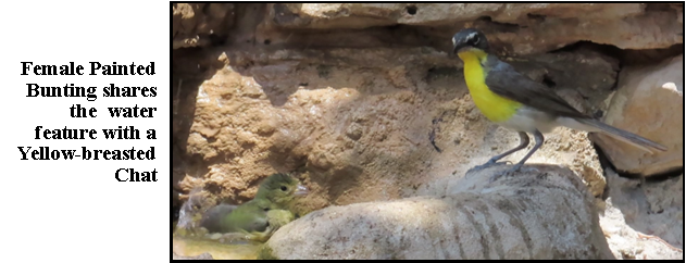 A female painted bunting shares the water feature with a yellow breasted chat