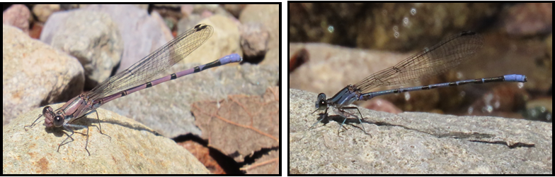 Two pictures of a dragonfly sitting on a rock.