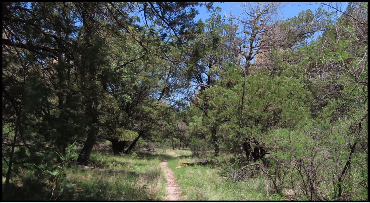 A path in the woods surrounded by trees and grass