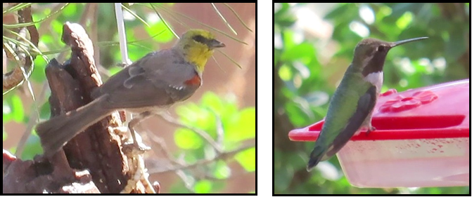 Two pictures of birds one sitting on a tree branch and one sitting on a bird feeder