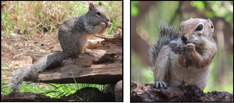 Two pictures of a squirrel sitting on a log eating a nut