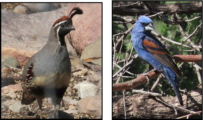 A quail and a blue bird are standing next to each other
