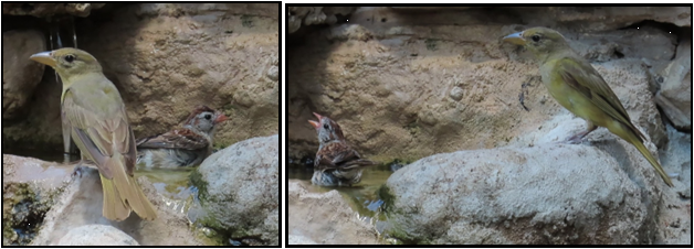 A couple of birds sitting on top of a rock.