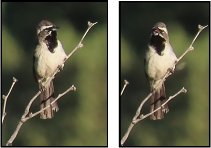 Two pictures of a bird sitting on a branch.