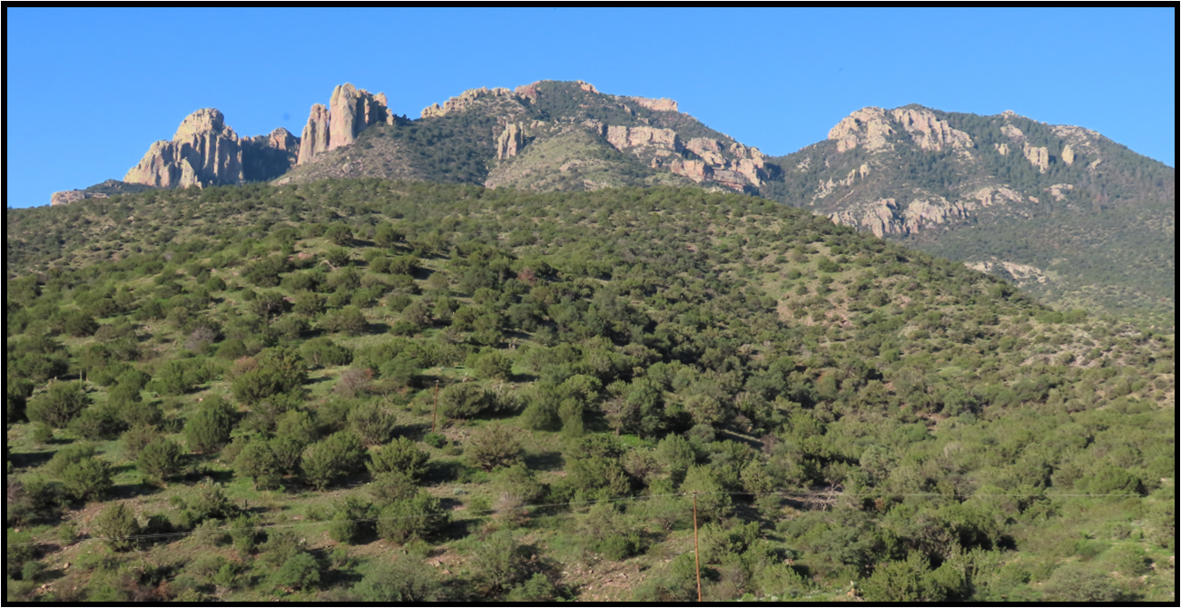 A mountain covered in trees and bushes with a blue sky in the background.