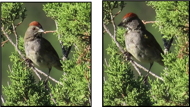 Two pictures of a bird sitting on a tree branch
