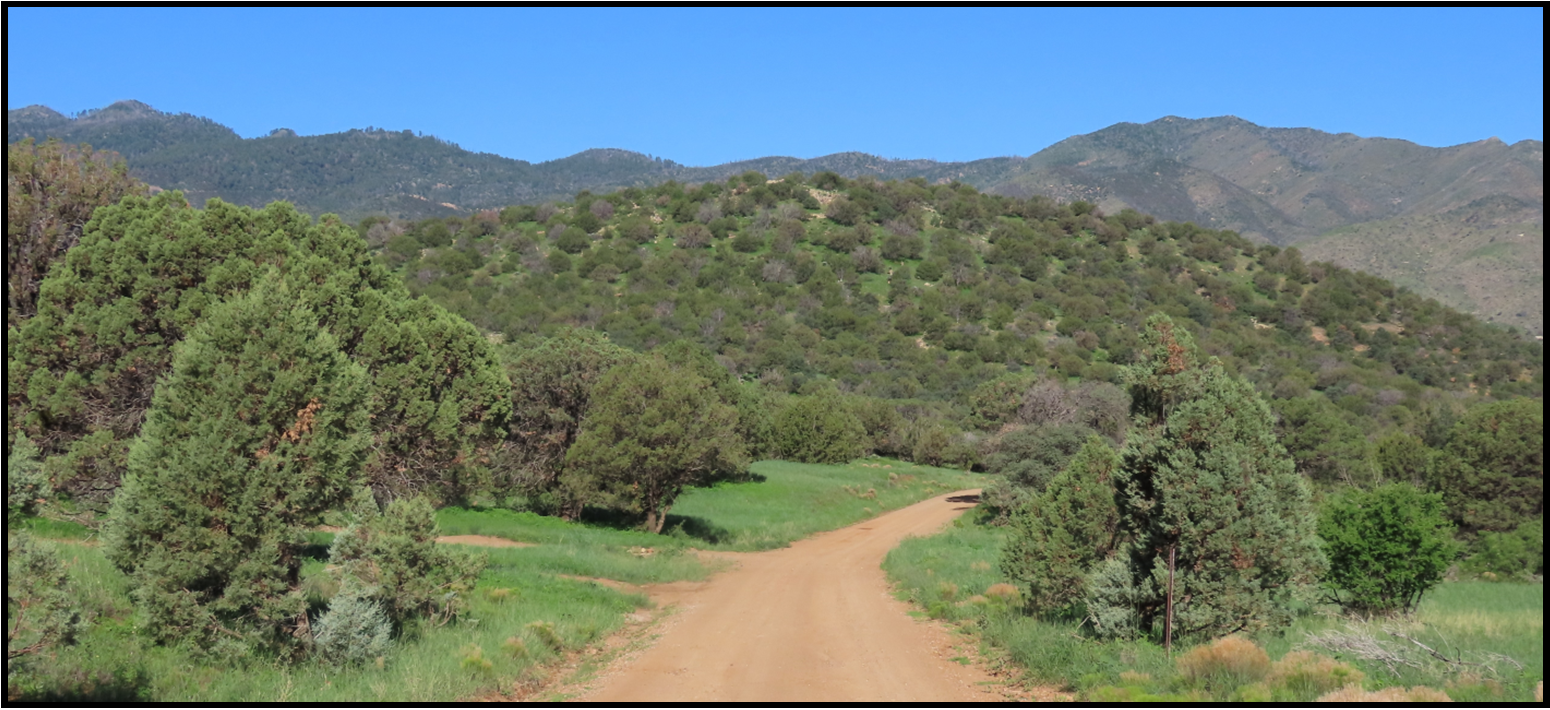 A dirt road going through a forest with mountains in the background