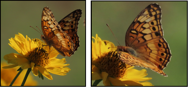 Two pictures of a butterfly on a yellow flower