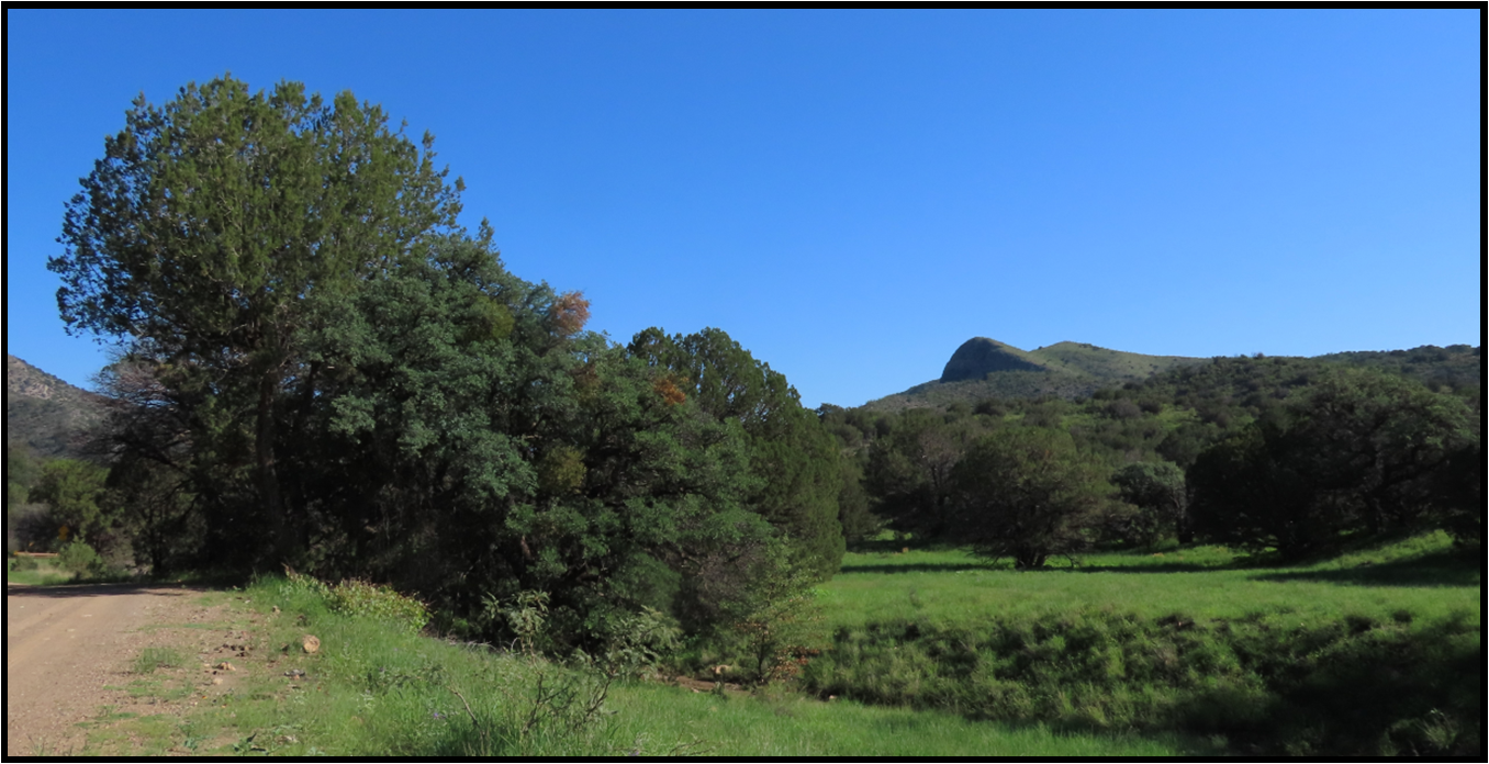 A dirt road going through a grassy field with trees and mountains in the background