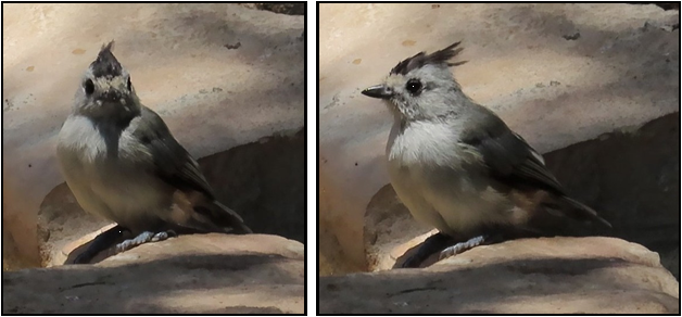 Two pictures of a small bird sitting on a rock