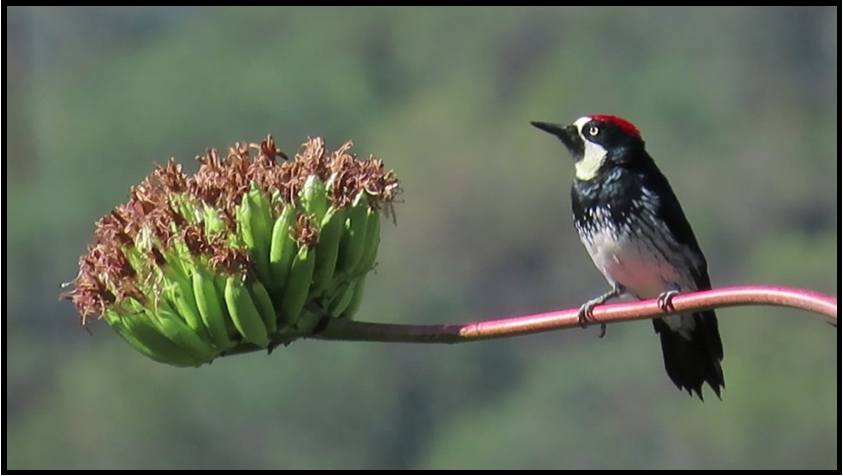 A bird perched on a branch next to a bunch of bananas