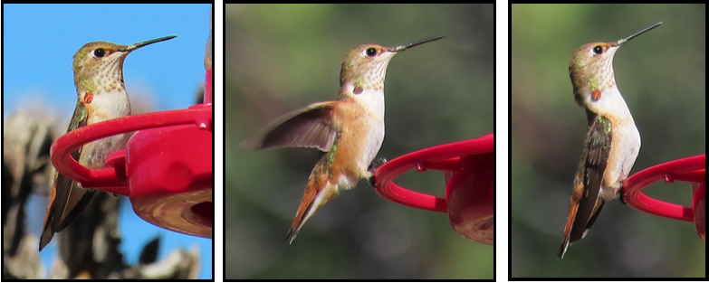 Three pictures of a hummingbird sitting on a red feeder.