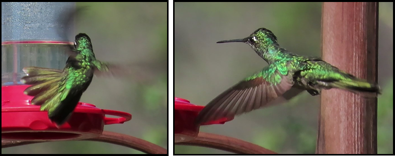 Two hummingbirds are sitting on a red bird feeder.
