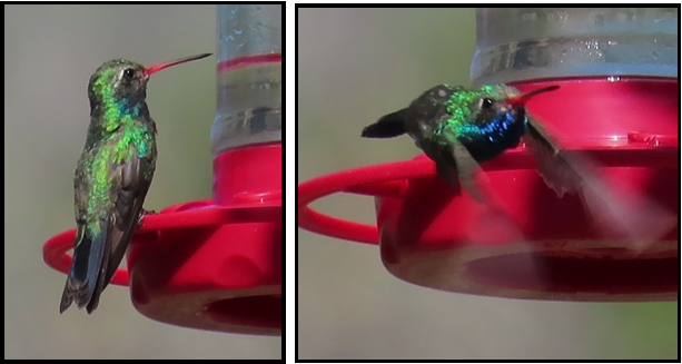 A hummingbird is perched on a red bird feeder