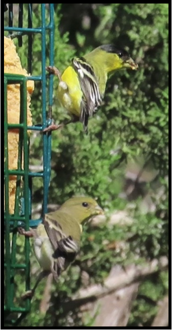 Two birds are perched on a branch near a bird feeder