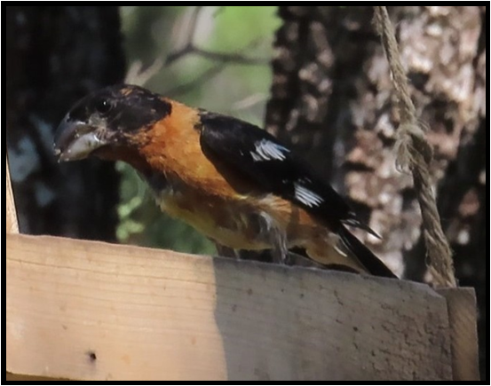 A black and orange bird perched on a wooden post
