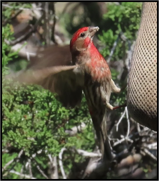 A small bird with a red head is perched on a tree branch
