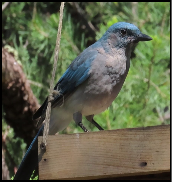 A small blue bird perched on a wooden post