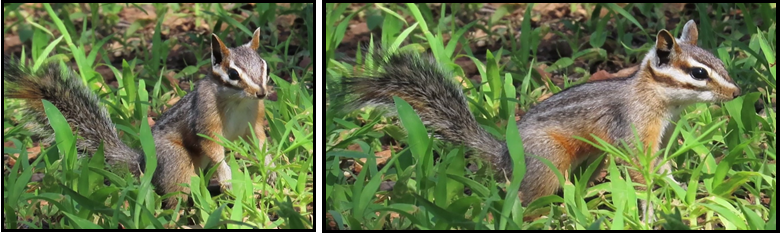 Two pictures of a chipmunk standing in the grass