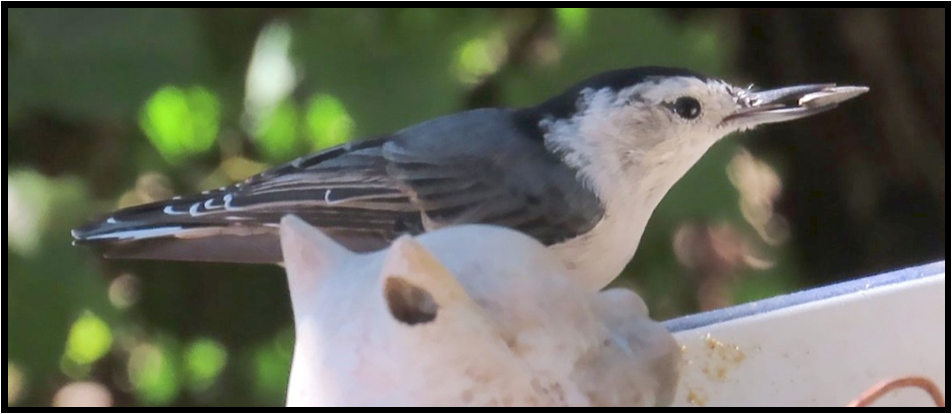 A small bird with a long beak is perched on a bird feeder.