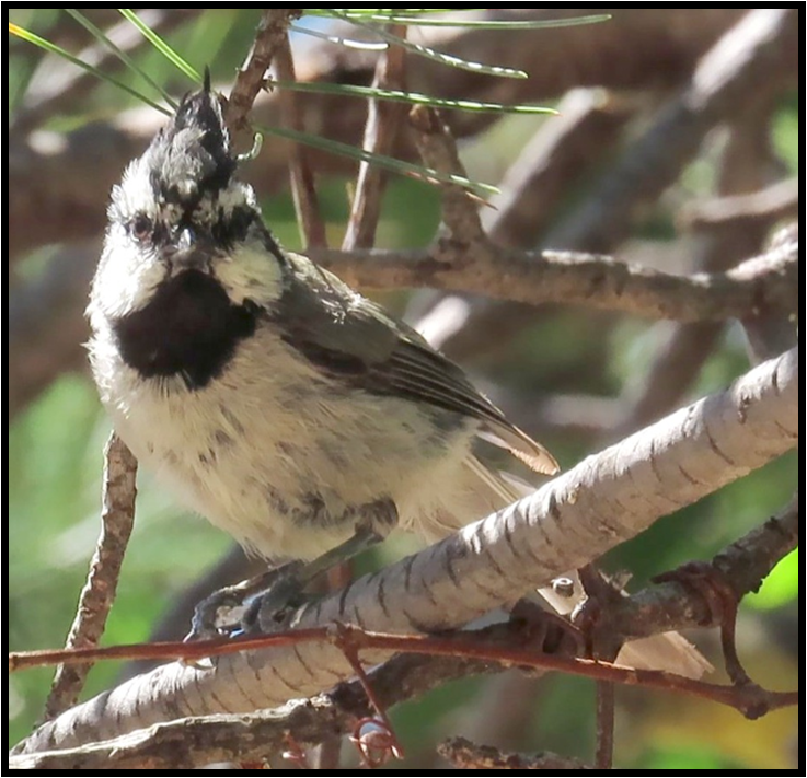 A small black and white bird perched on a tree branch