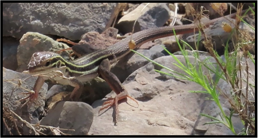 A lizard is crawling on a rocky surface.