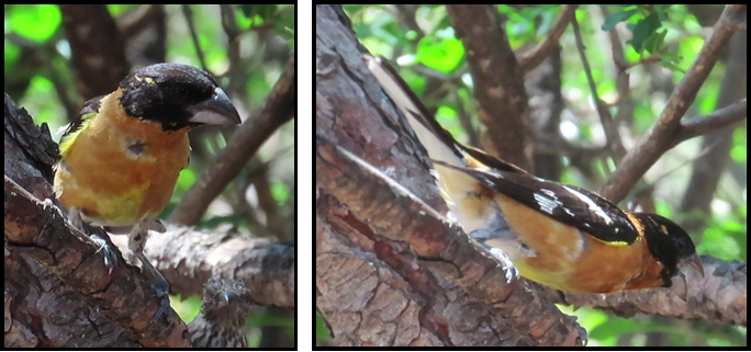Two pictures of a bird sitting on a tree branch