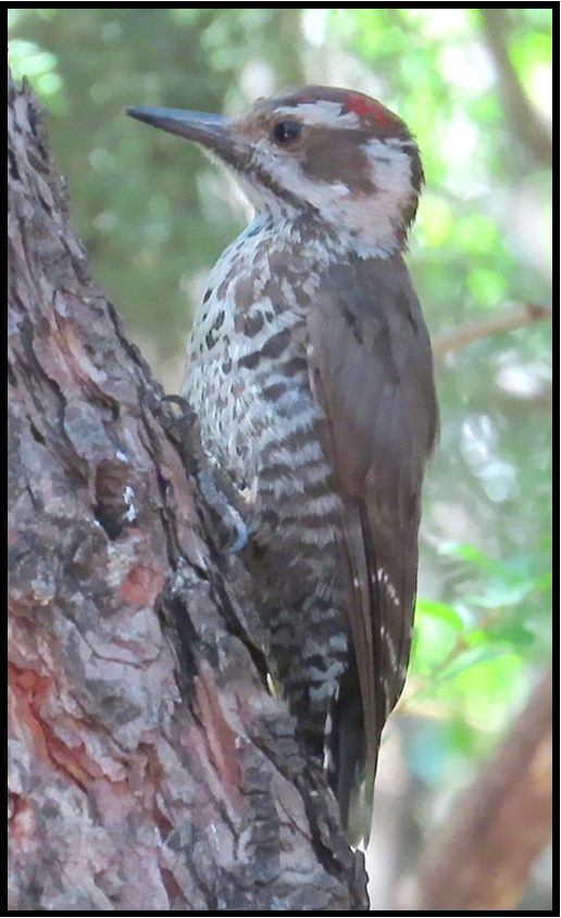 A woodpecker perched on a tree branch looking at the camera
