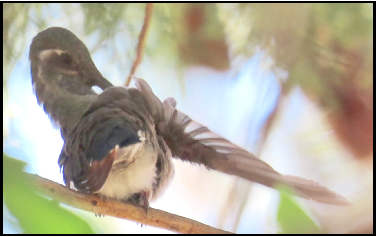 A bird is perched on a branch with its wings outstretched