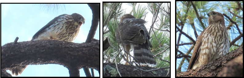 Three pictures of birds sitting on a tree branch.