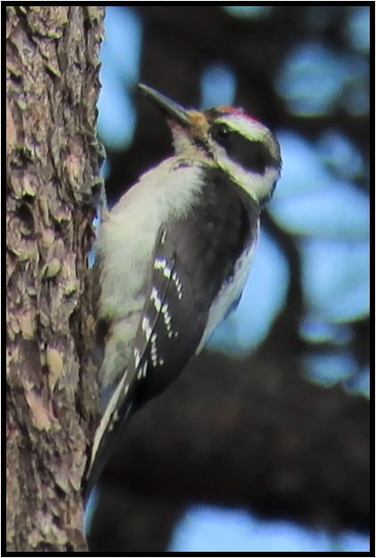 A black and white bird perched on a tree trunk