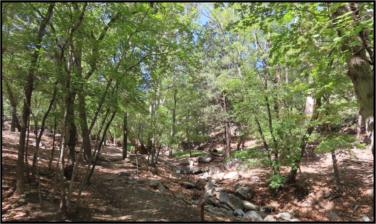 A stream running through a lush green forest on a sunny day.