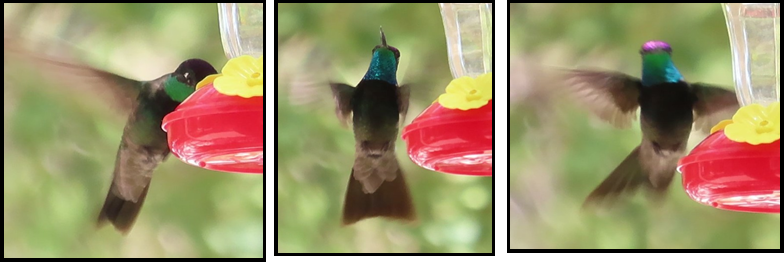 Three pictures of a hummingbird sitting on a feeder.
