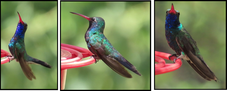 A hummingbird with a red beak is perched on a red flower.