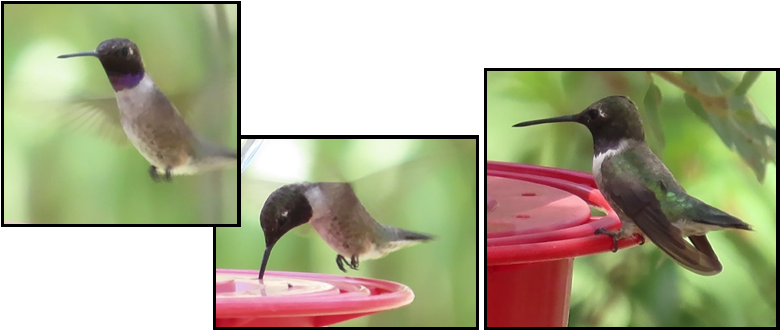 A hummingbird is perched on top of a red bird feeder.