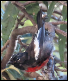 A black and red bird is perched on a tree branch