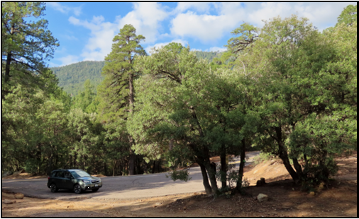 A car is parked in a parking lot in the middle of a forest.