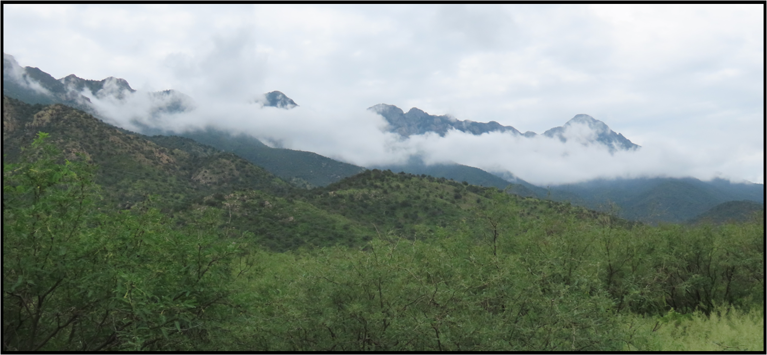 A mountain covered in clouds with trees in the foreground