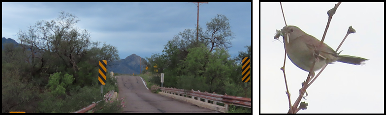 A picture of a road and a picture of a bird on a branch.