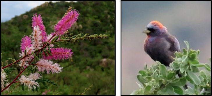 A bird is perched on a branch next to a flower