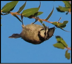 A bird is hanging upside down from a tree branch
