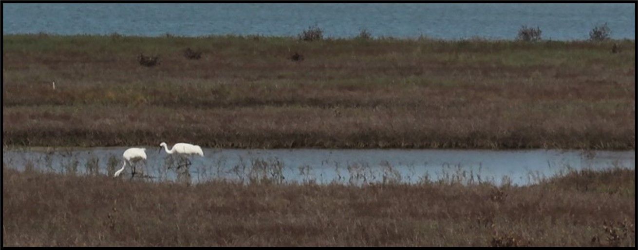 A couple of birds are standing in a pond in a field