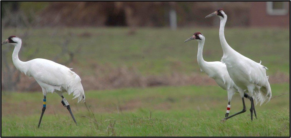 Three white cranes are standing in a grassy field.