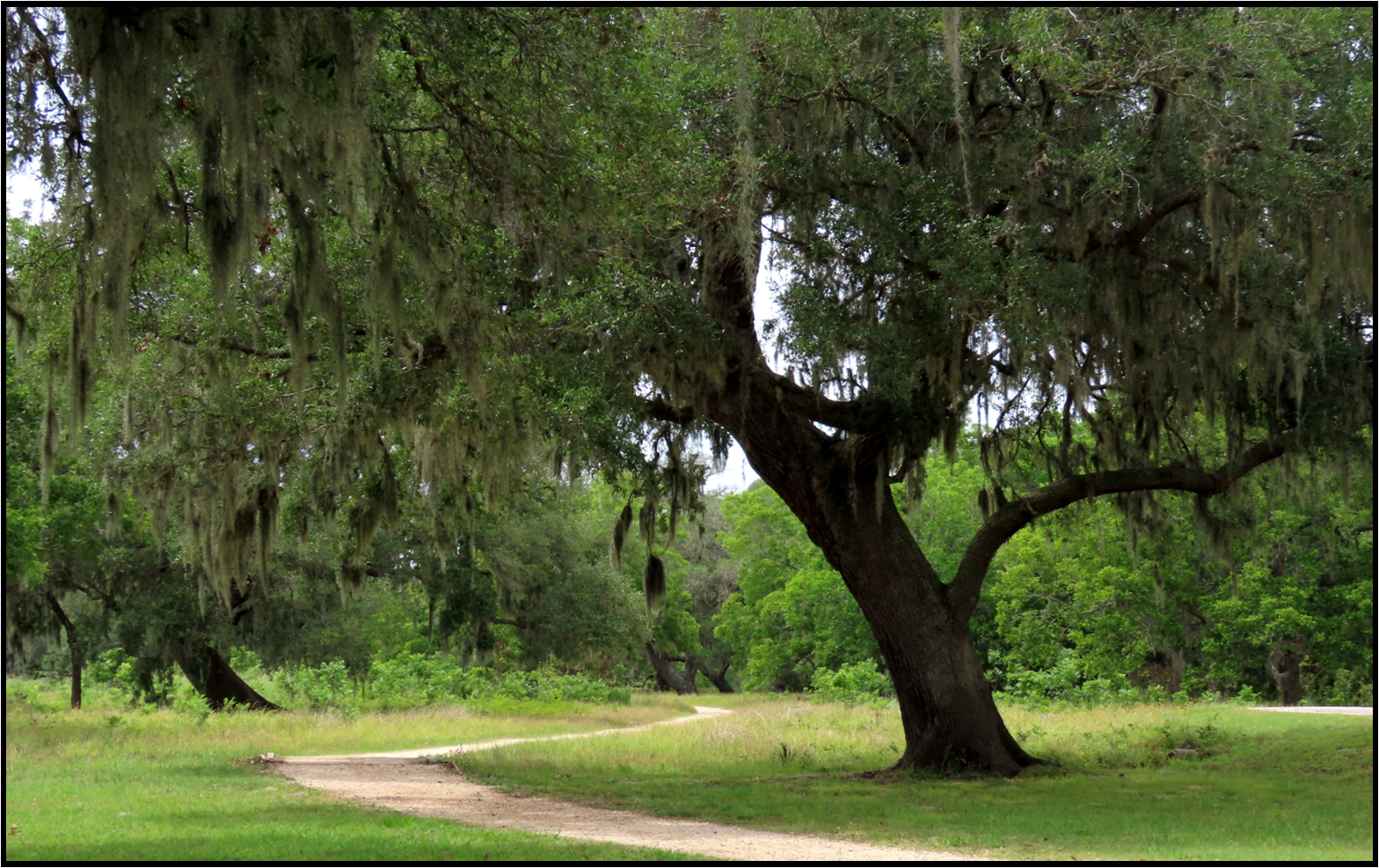 A tree in a park with spanish moss hanging from it