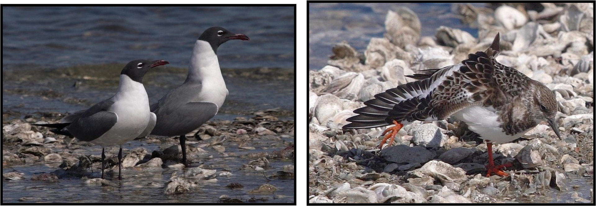 A couple of seagulls standing next to each other on the beach
